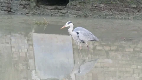 Gray Heron Stock Footage 94330331