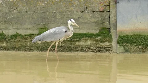Gray Heron Stock Footage 95036623