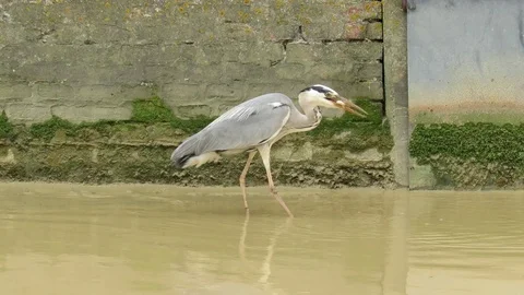 Gray Heron Stock Footage 108366452
