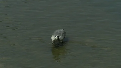 Gray Heron Stock Footage 111151300