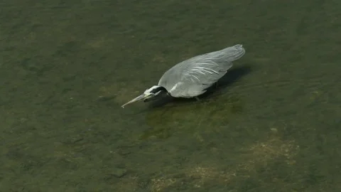 Gray Heron Stock Footage 111152167