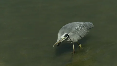 Gray Heron Stock Footage 111152174