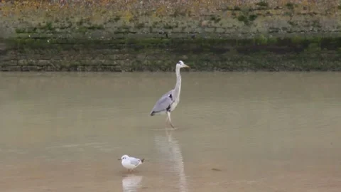 Gray heron Stock Footage 147970615