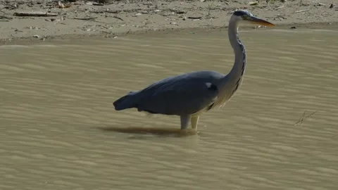 Gray heron Stock Footage 243638305