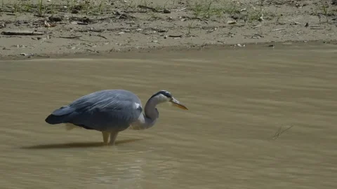 Gray heron Stock Footage 243638317