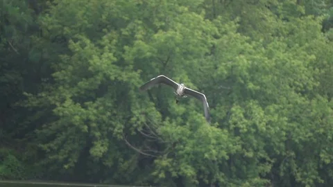 Gray heron glides against the backdrop of green trees, slow motion Stock Footage