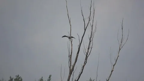 The gray heron glides next to the tree, slow motion Stock Footage 74368247