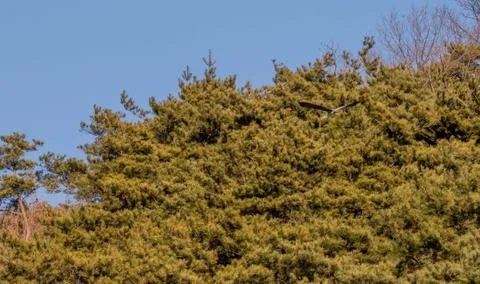 Gray heron gracefully gliding in sky Stock Photos