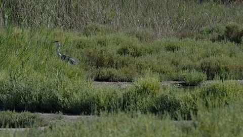 Gray heron in the grass in 4k Stock Footage 95085568