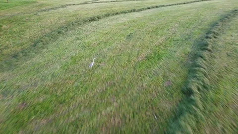 Gray heron on green fields Stock Footage 253807169