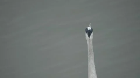 Gray Heron Head against Water, Looking Around at Lake, Close Up Видео 277134664