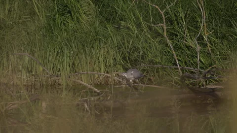 Gray heron hidden in the rushes, 4K slomo Stock Footage 245079775