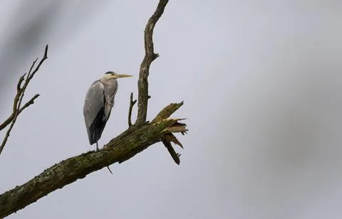 Gray heron high up on a dead tree, grey heron on a branch Stock Photos
