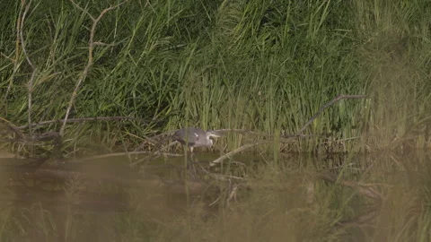 Gray heron on the hunt, 4K slow motion Stock Footage 245079981