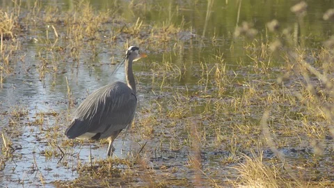Gray Heron on the hunt Stock Footage 124673028