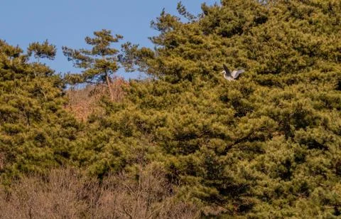 Gray heron as it lands on tree branch. Stock Photos