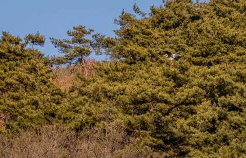 Gray heron as it lands on tree branch. Stock Photos