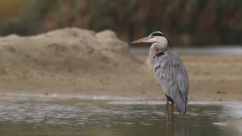 Gray heron at a lake Stock Footage 102663599