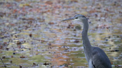 Gray heron at the lake. Stock Footage 164146240