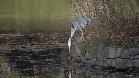 Gray heron at the lake. Vidéo 164150257