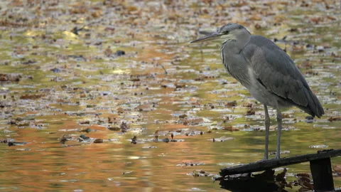 Gray heron at the lake. Stock Footage 164150993