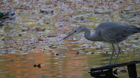 Gray heron at the lake. Stock Footage 164166545