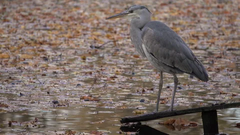 Gray heron at the lake. Stock Footage 164166858