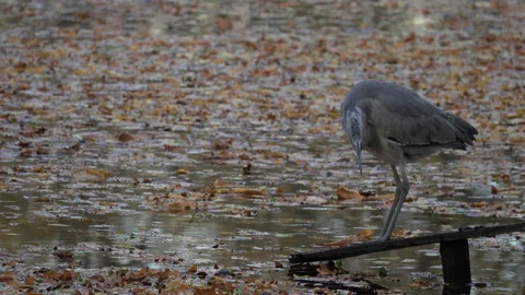 Gray heron at the lake. Stock Footage 164167202