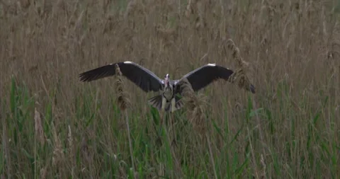 Gray heron landing 1 Stock Footage 281086194