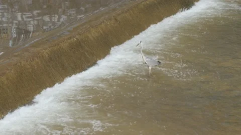 Gray Heron Looking for Fish in Miljacka River, Sarajevo, Bosnia Vídeos de archivo 219891563