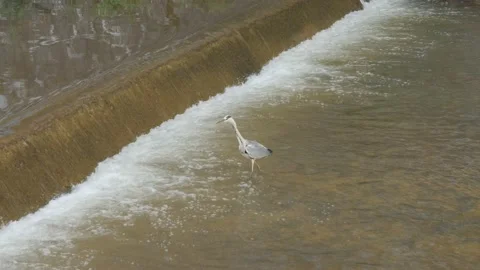 Gray Heron in Miljacka River, Isolated, Water Flowing, Sarajevo, Bosnia 動画素材 219803472