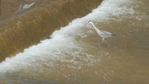 Gray Heron in Miljacka River, Sarajevo, Bosnia Video stock 220001555