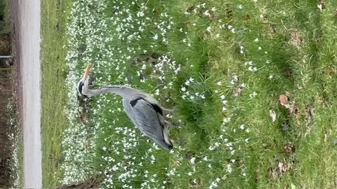 Gray heron in nature standing Stock Footage 252397902