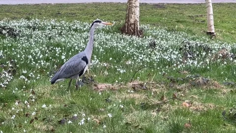 Gray heron in nature standing Stock Footage 258812670