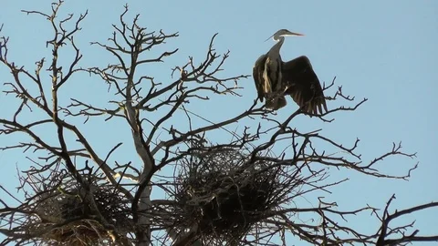 Gray heron nests. Ardea cinerea colony or Heronry or heron rookery. Breeding Stock Footage 88971112