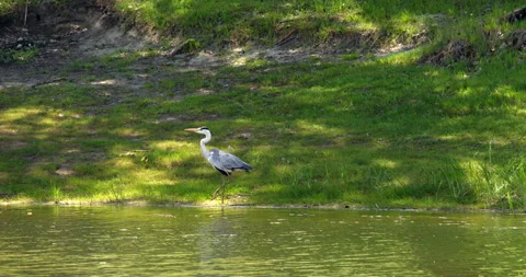 Gray heron next to a lake Stock Footage 253120165