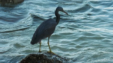 Gray heron, ocean waves Stock Footage 227153533
