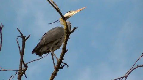 Gray heron or Ardea cinerea colony or Heronry or heron rookery. Breeding ground Stock Footage 88971106