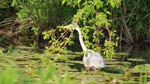 Gray heron or grey heron stalking through water at rivershore hunting for prey Видео 313740734