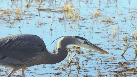 Gray Heron passing by Stock Footage 124672332