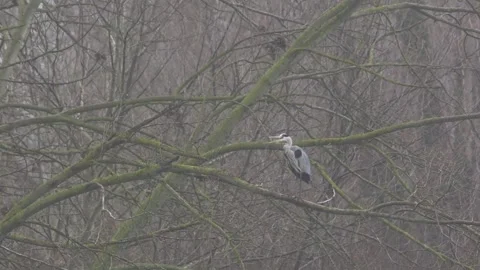 A gray heron perched on a branch takes flight. 4K Video stock 324755295