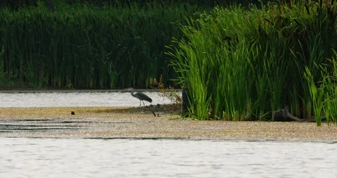 Gray heron perched on reedbed look for food in pond 스톡 동영상 260084346