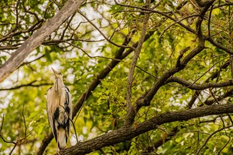 Gray heron perched in a tree Stock Photos