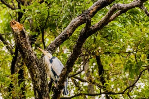 Gray heron perched in a tree Stock Photos