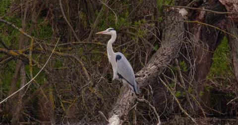 Gray Heron Perches Gracefully by the Tranquil Pond Stock Footage 255702716
