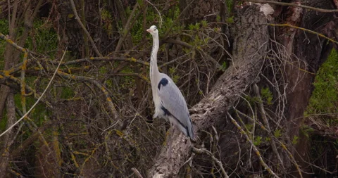 Gray Heron Perches Gracefully by the Tranquil Pond Stock Footage 255725063