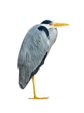 Gray heron Stock Photos