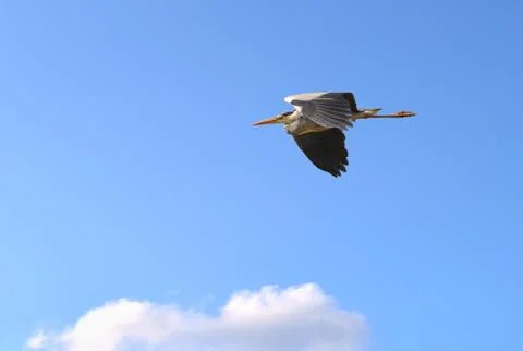 Gray heron Stock Photos