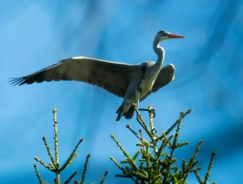 Gray heron Stock Photos