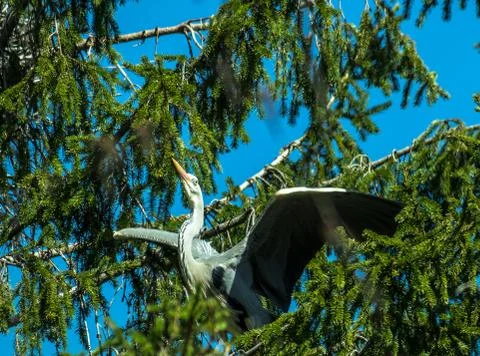 Gray heron Stock Photos